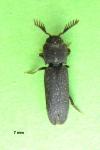 Melasis buprestoides