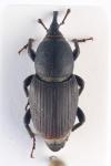 Sphenophorus