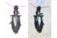 Calodromius spilotus
