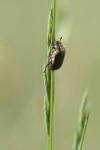 Amphimallon atrum