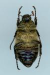 Amphimallon atrum