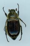 Amphimallon atrum