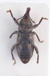 Mitoplinthus caliginosus
