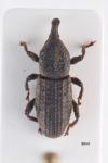 Mitoplinthus caliginosus