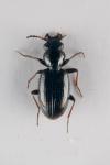 Bembidion azurescens