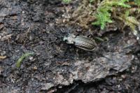 Carabus granulatus
