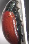 Chrysomela tremula