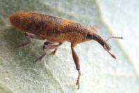 Lixus pulverulentus