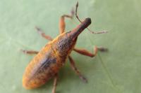 Lixus pulverulentus