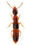 Atrecus affinis
