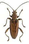 Donacia marginata