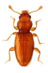 Holoparamecus caularum