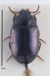 Platydema violacea