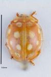 Halyzia sedecimguttata