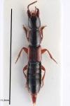 Othius punctulatus