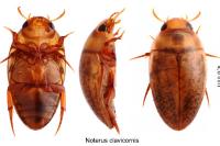 Noterus clavicornis