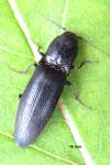 Ectinus aterrimus