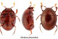 Abraeus perpusillus