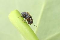 Pachybrachis hieroglyphicus
