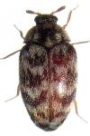Eurhopalus australis