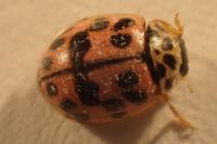 Oenopia conglobata