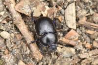 Anoplotrupes stercorosus