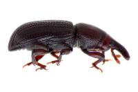 Phloeophagus lignarius