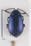 Agelastica alni