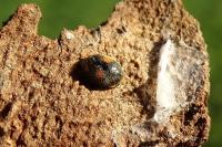 Platynaspis luteorubra