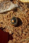 Platynaspis luteorubra