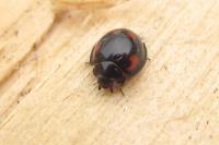 Exochomus quadripustulatus