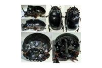 Copris lunaris