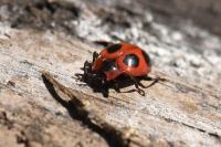 Endomychus coccineus