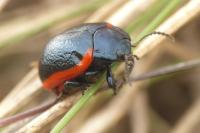 Chrysolina sanguinolenta