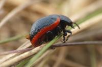 Chrysolina sanguinolenta
