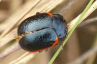 Chrysolina sanguinolenta