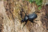 Cychrus caraboides