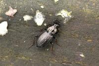 Pterostichus oblongopunctatus
