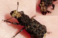 Platyrhinus resinosus