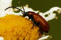 Exosoma lusitanicum