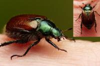 Phyllopertha horticola