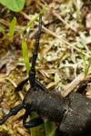 Lamia textor