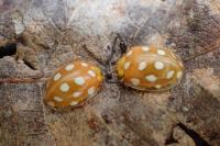 Halyzia sedecimguttata