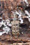 Rhagium inquisitor
