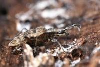 Rhagium inquisitor