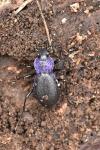 Carabus problematicus