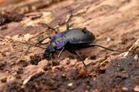 Carabus problematicus