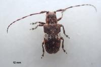 Mesosa nebulosa