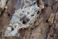 Dermestes lardarius