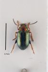 Crepidodera aurata